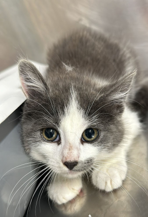 3 chatons frère et soeurs
