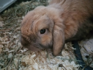 Gaston