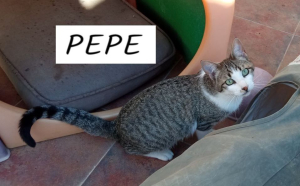 Pepe