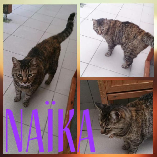 Naika