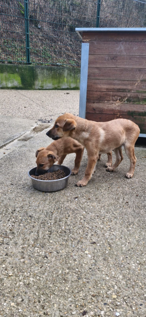 1 Chiot Guadeloupe