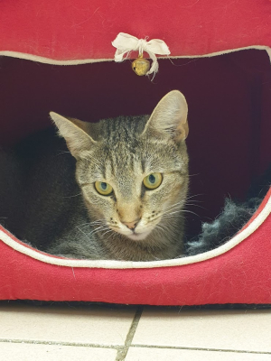 Tigra