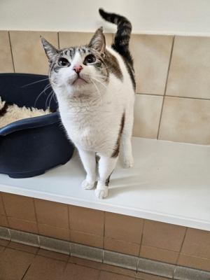 Perla
