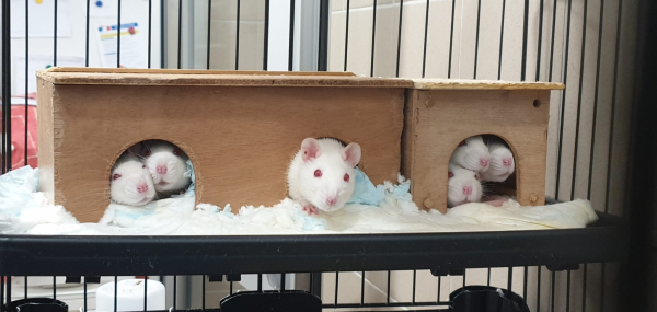 6 rats blancs