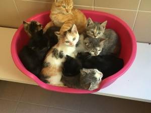 Chatons mars 2022