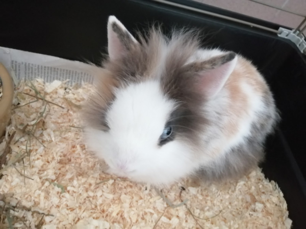 Mini lapin