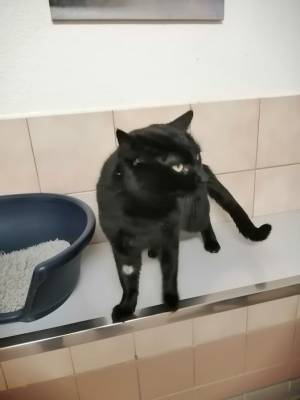 Léo