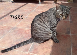 Tigre