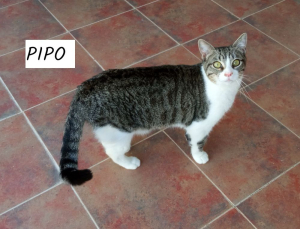 Pipo