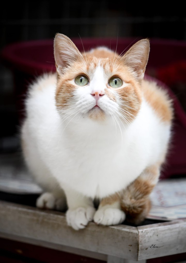 Ori