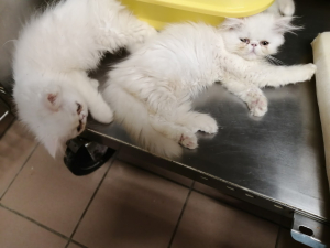 Chatons persans