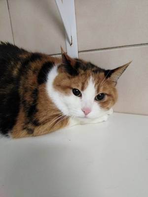 Lili