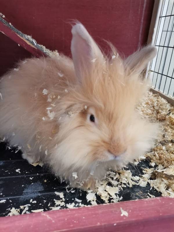 Lapin nain angora tête de lion