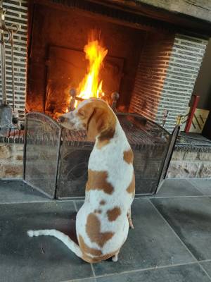 Iggy