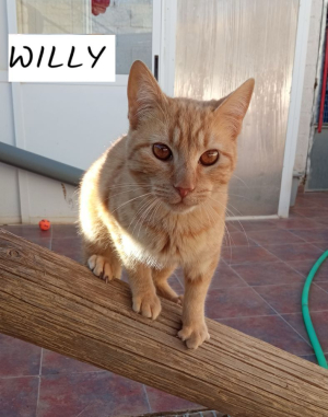Willy