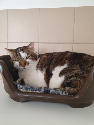 Olympe