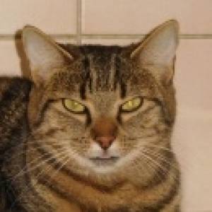 saphir
