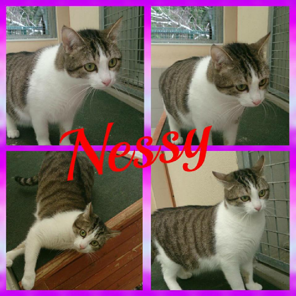 Nessy