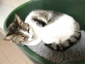 Koshka