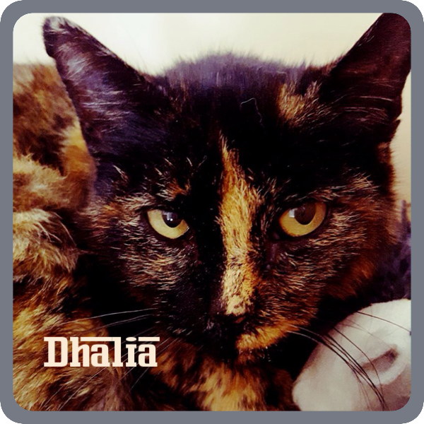 Dhalia