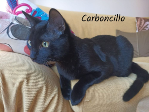 Carboncillo