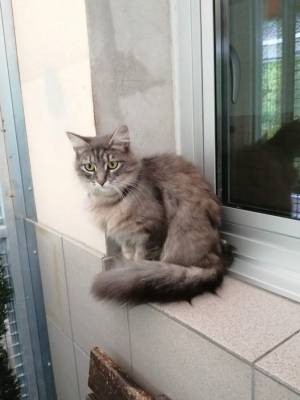 Stella