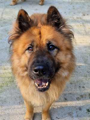 Naiko
