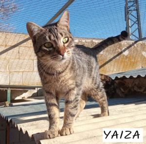 Yaiza