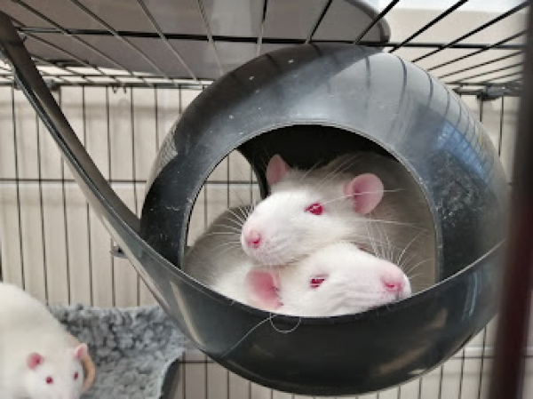 3 rats blancs