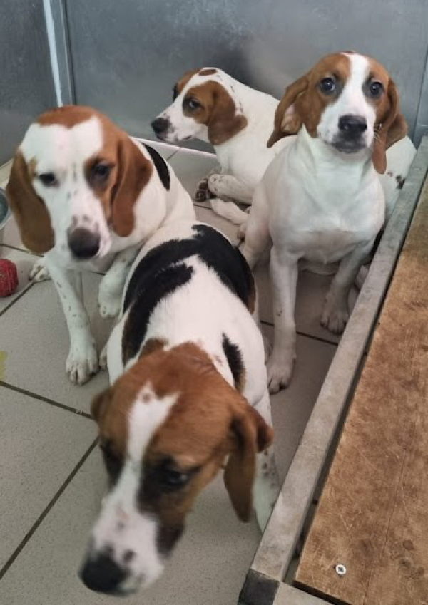 4 chiots Beagles