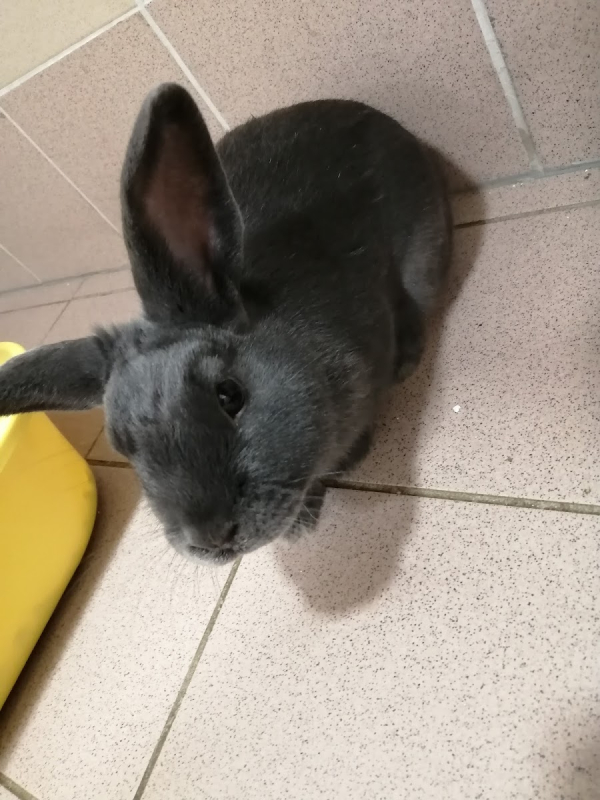 Lapin gris foncé