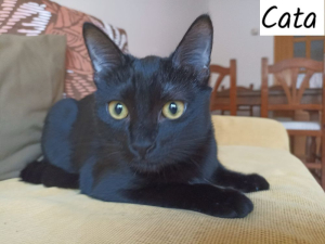 Cata
