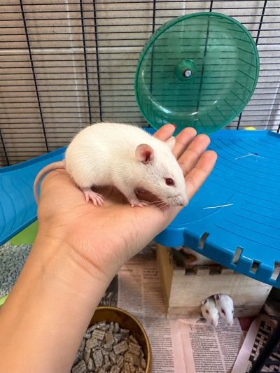 Rat ( Rattus norvegicus)