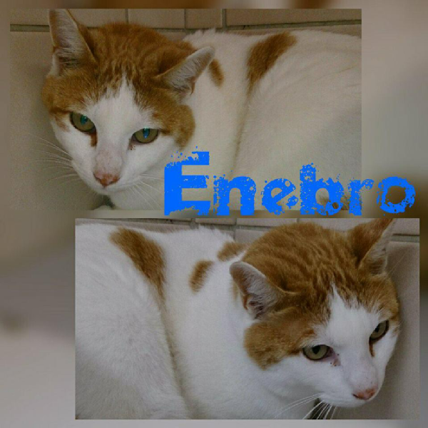 Enebro