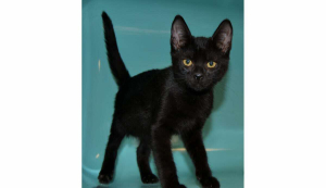 3 chatons noir