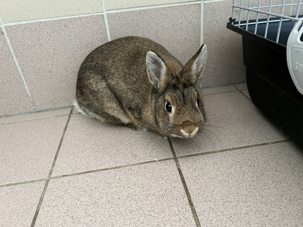 Lapin marron
