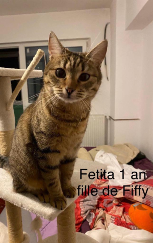 Fetita R