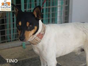 Tino