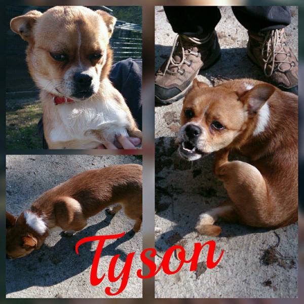 tyson