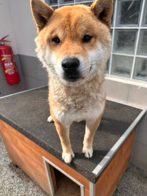 Flynn