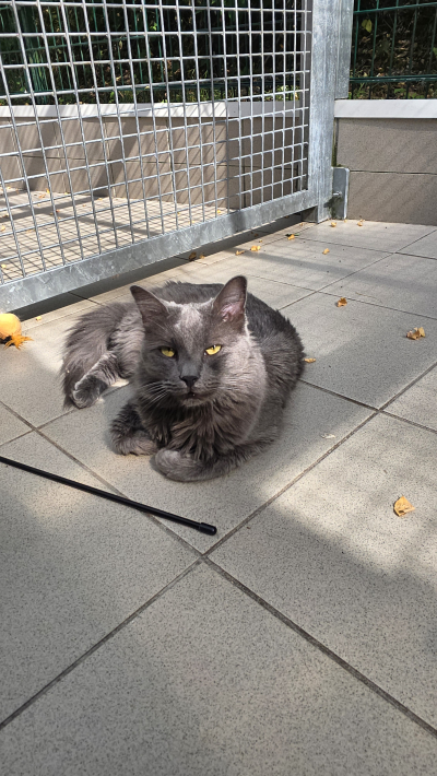 Gandalf