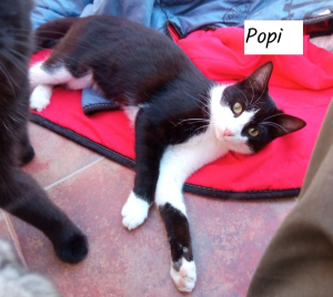 Popi