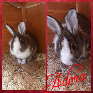 Adora