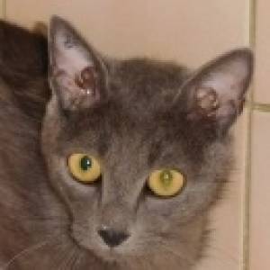 capucine