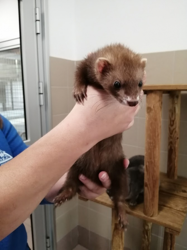 Furet TANABHALA