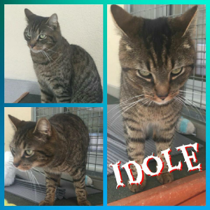 Idole
