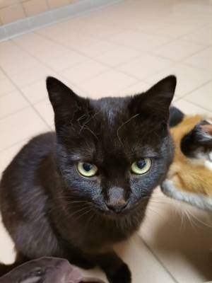 Zorro