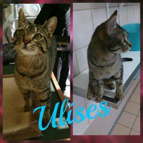 Ulises