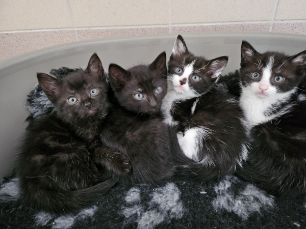 chaton 2025