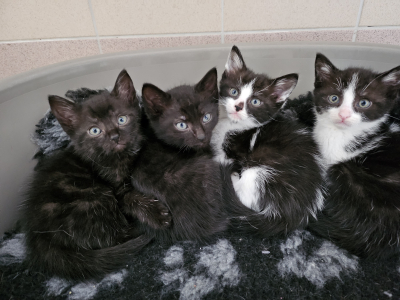 chaton 2025